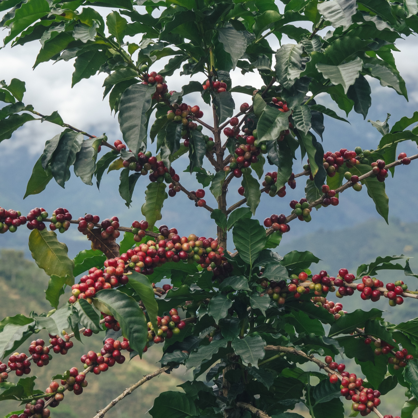 Stan’s Single-Origin Coffee