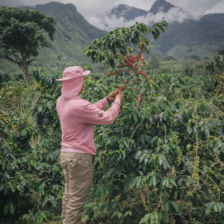 Single-Origin Coffee