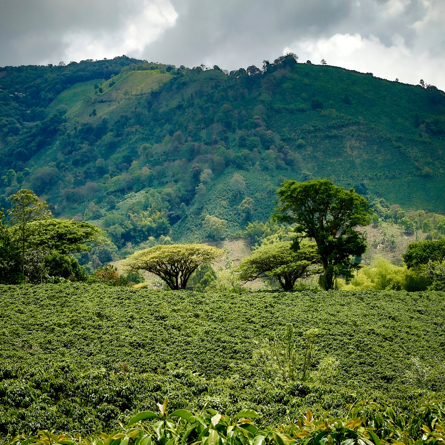 Stan’s Double Pack