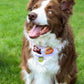 Stan's Donut Doggy Bandana