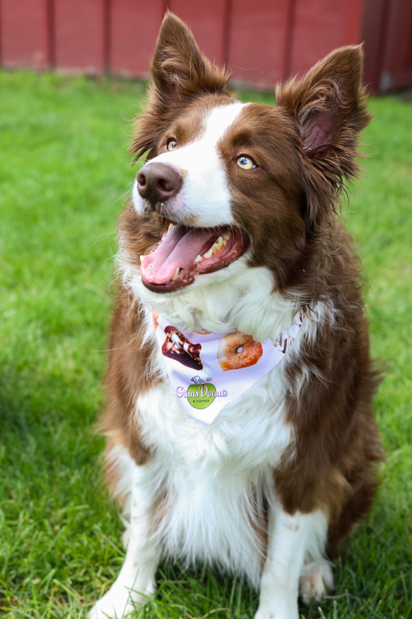 Stan's Donut Doggy Bandana
