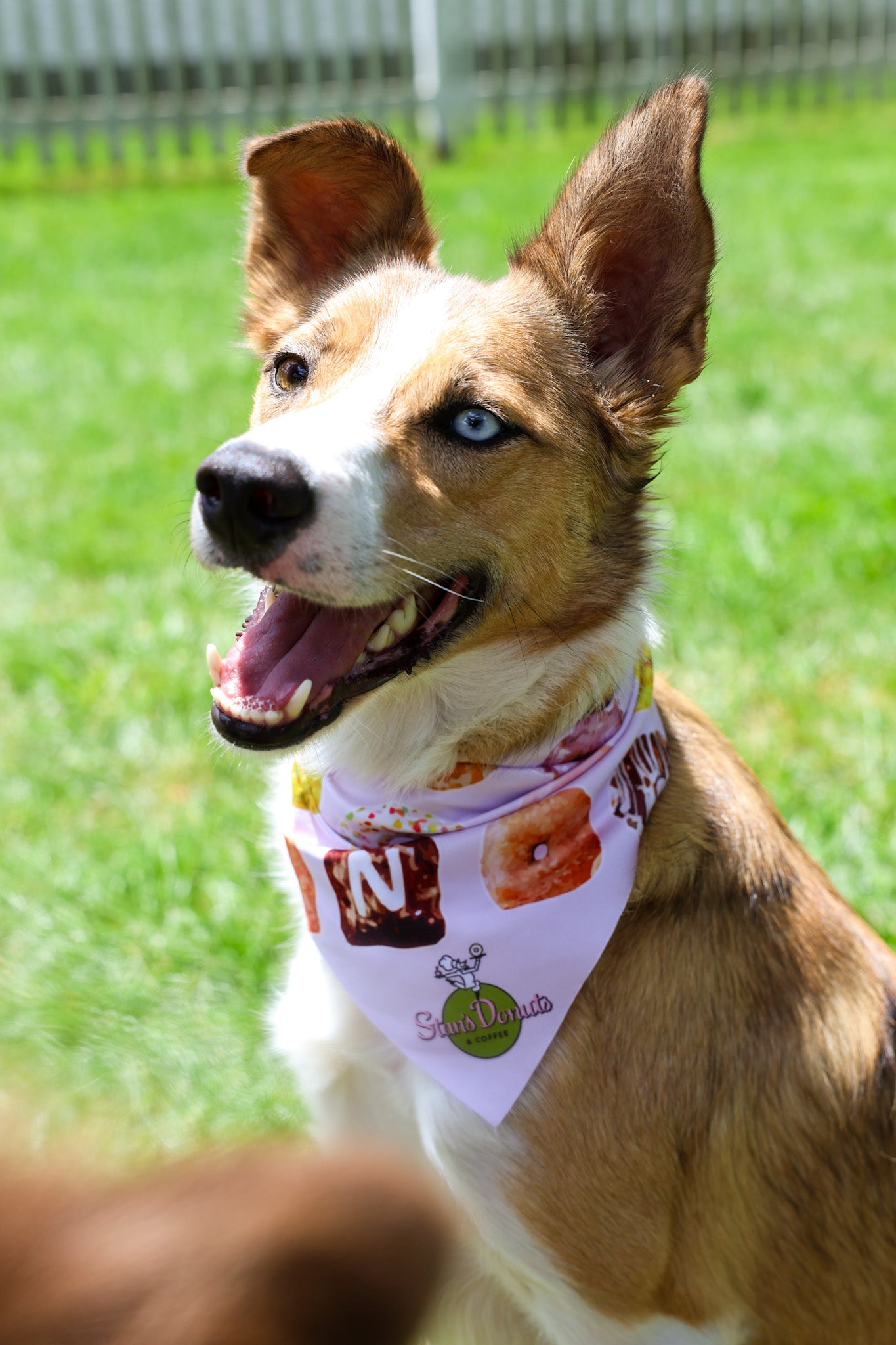 Stan's Donut Doggy Bandana
